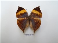 藏品(枯葉蛺蝶)的圖片